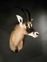 images/tassidermia-mammiferi-africa/